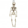 SCHELETRO APPENDIBILE 40CM ADDOBBI PER SALE FESTE E VETRINE HORROR HALLOWEEN/CARNEVALE